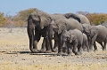 Conscient de la situation très fragile de l'éléphant dans les années 70 , l'écrivain Romain Gary rédigea en 1968 une lettre à l'éléphant , publiée dans le Figaro , il concluait ainsi :"C'est ainsi ,monsieur et cher éléphant , que nous  nous trouvons vous et moi , sur le même bateau , poussé par le vent puissant du rationalisme absolu . Dans une socièté , vraiment matérialiste et réaliste , poètes, artistes, rêveurs et éléphants ne sont plus que des gêneurs ". elephant 
 etosha 
 namibie 